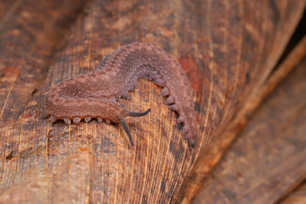 Velvet Worm (Peripatidae)