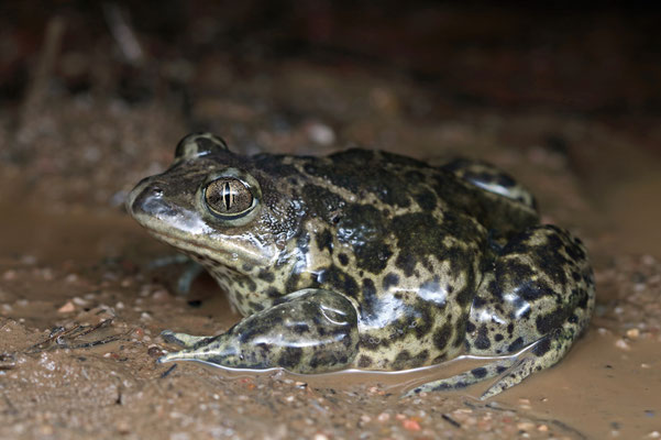 Western Spadefoot Toad (Pelobates cultripes)