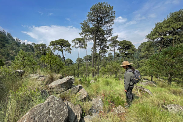 René searching for rattlesnakes in a beautiful open pine forest.