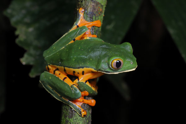 Splendid Leaf Frog (Cruziohyla sylviae) 