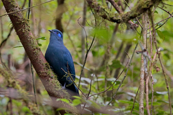 Blue Coua (Coua caerulea)