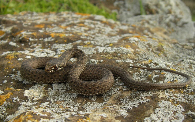 Western Montpellier Snake (Malpolon monspessulanus) juvenile