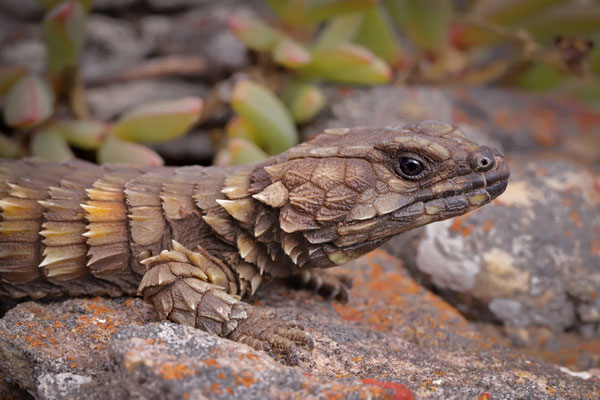 Armadillo Girdled Lizard (Ouroborus cataphractus)