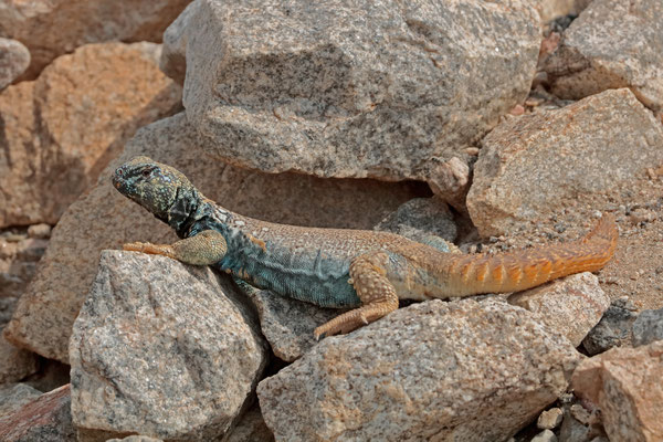 Yemeni Spiny-tailed Lizard (Uromastyx benti) can occur in rather high densities and we spotted several individuals from the car. This one was the most confident.