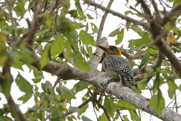 Golden-cheeked Woodpecker (Melanerpes chrysogenys)