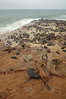 Cape Fur Seal (Arctocephalos pusillus) colony