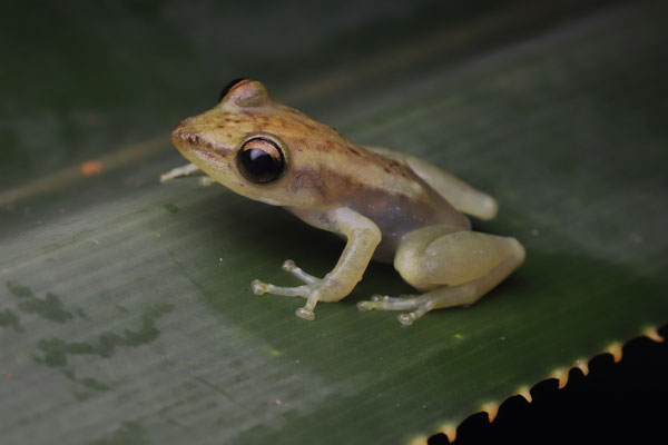 Methuen's Pandanus Frog (Guibemantis methueni) 