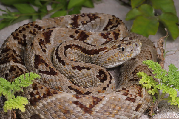 Yucatán Neotropical Rattlesnake (Crotalus tzabcan)
