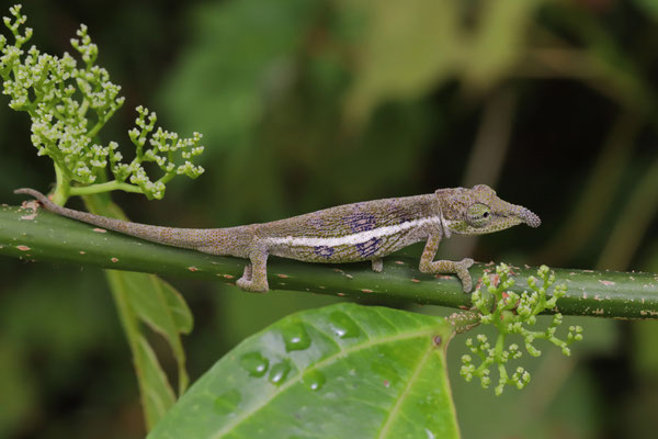Deceptive Chameleon (Calumma fallax)