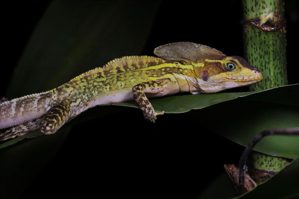 Beautiful male Brown Basilisk (Basiliscus vittatus)