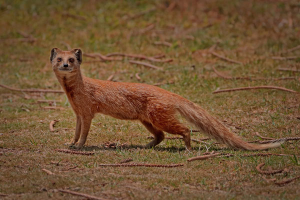  Yellow Mongoose (Cynictis penicillata)