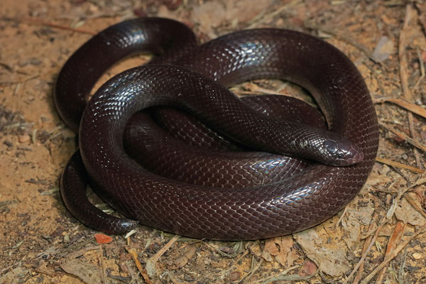 Arabian Burrowing Asp (Atractaspis andersonii)