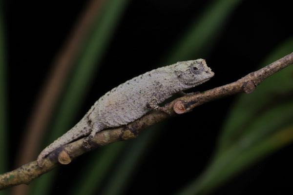 Ankanin'ny Nofy Leaf Chameleon (Brookesia nofy) 