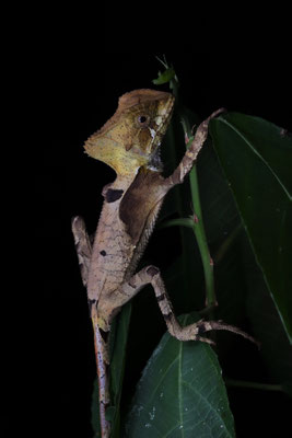 Hernandez's Helmeted Basilisk (Corytophanes hernandesii)