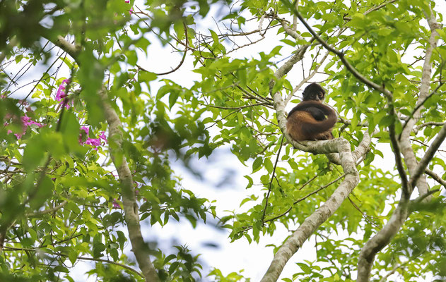 Central American Spider Monkey (Ateles geoffroyi yucatanensis)