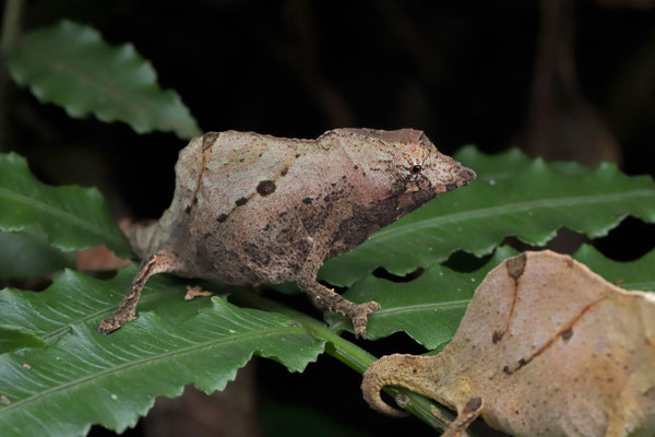 The male East Usambara Pygmy Chameleon (Rhampholeon temporalis) was sporting quite the striking pattern.