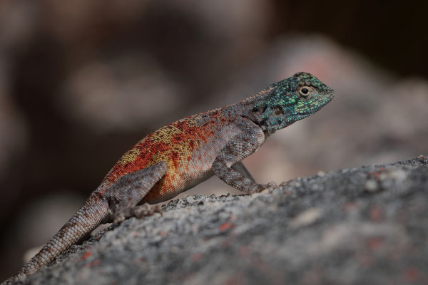 Southern Rock Agama (Agama atra) 