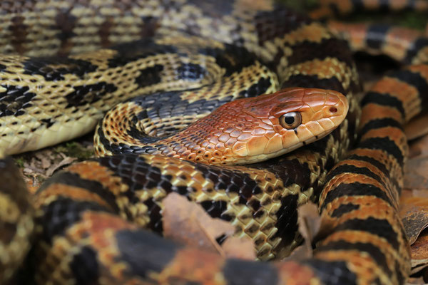 Mexican Bull Snake (Pituophis deppei)