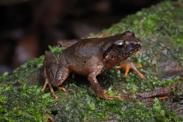 Earless Squeaker (Arthroleptis anotis) 
