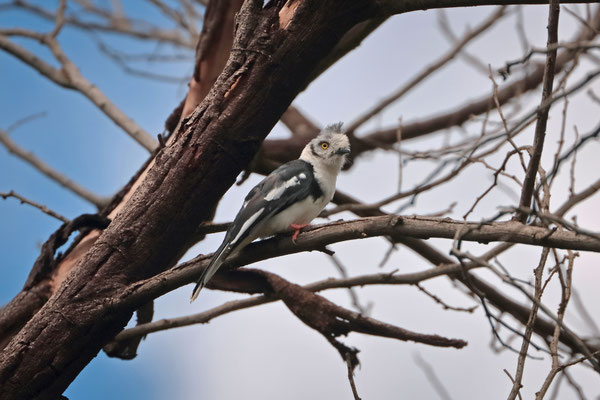 Grey-crested Helmetshrike (Prionops poliolophus)