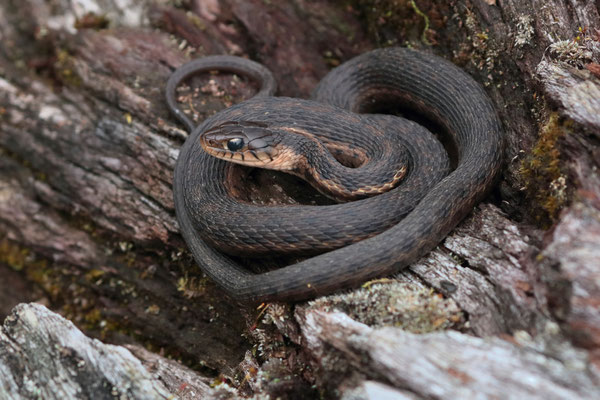 Highland Garter Snake (Thamnophis fulvus)