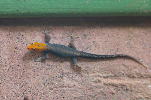 Yellow-headed Gecko (Gonatodes albogularis) 