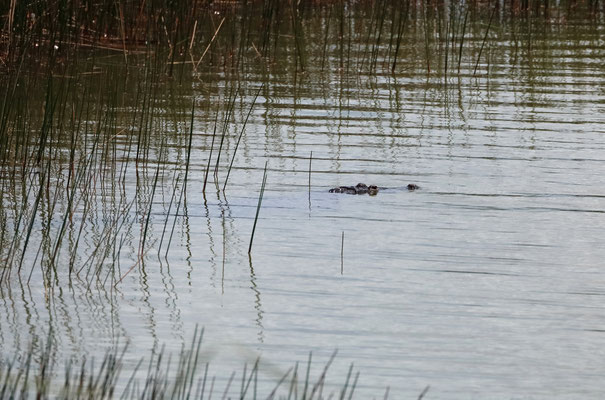 Mexican Crocodile (Crocodylus moreletii)
