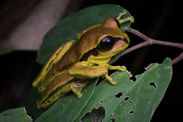 Mourning Treefrog (Sarcohyla pentheter) proved to be quite common in the surrounding streams.