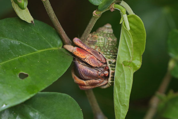 Hermit Crab (Coenobita clypeatus)
