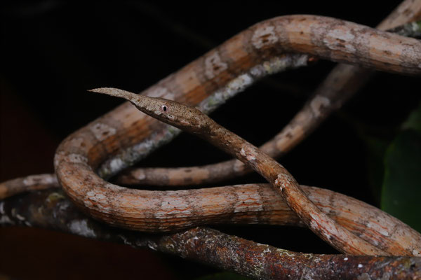 Malagasy Leaf-nosed Snake (Langaha madagascariensis) female