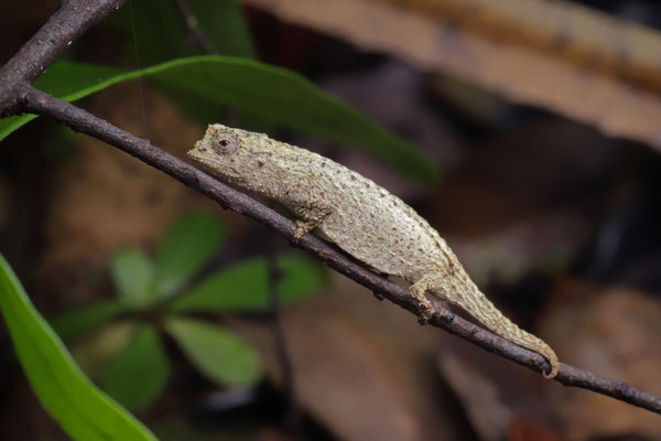 Ankanin'ny Nofy Leaf Chameleon (Brookesia nofy) 