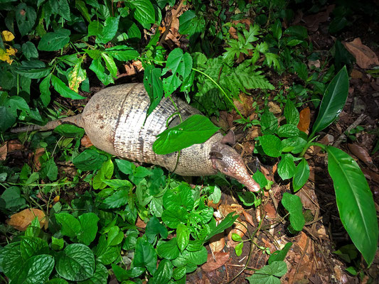 Nine-banded Armadillo (Dasypus novemcinctus)