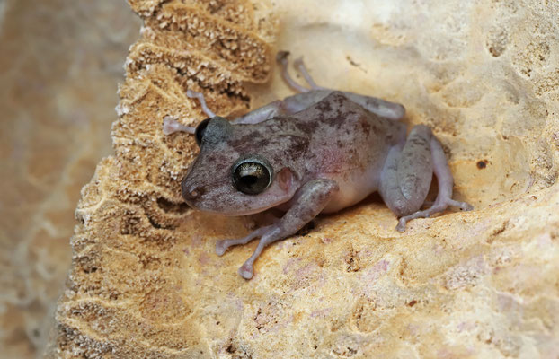Yucatan Robber Frog (Craugastor yucatanensis)