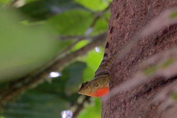 Jeweled Giant Canopy Anole (Anolis insignis) male displaying its massive dewlap.