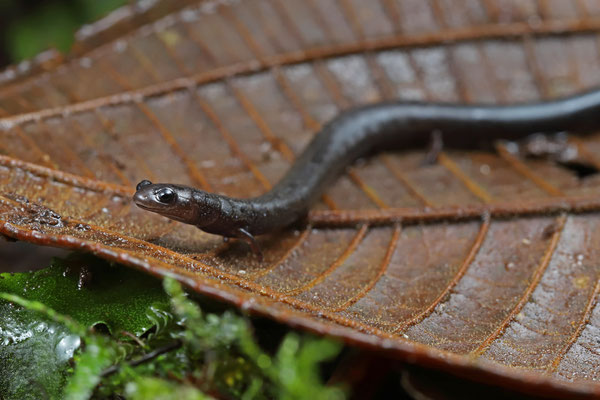 Common Worm Salamander (Oedipina uniformis)