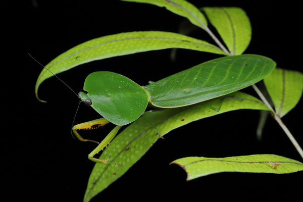 Hooded Mantis (Choeradodis rhombicollis)