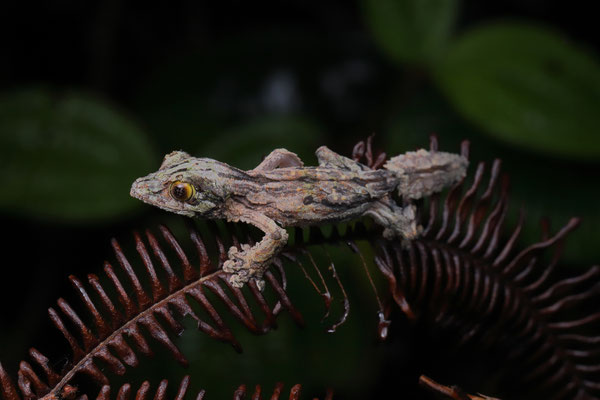 Mossy Leaf-tailed Gecko (Uroplatus sikorae) baby