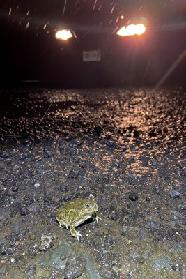 Mexican Spadefoot (Spea multiplicata) in-situ.