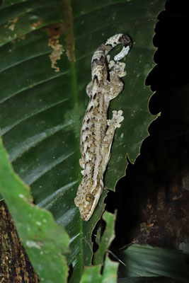 Turnip-tail Gecko (Thecadactylus rapicauda)