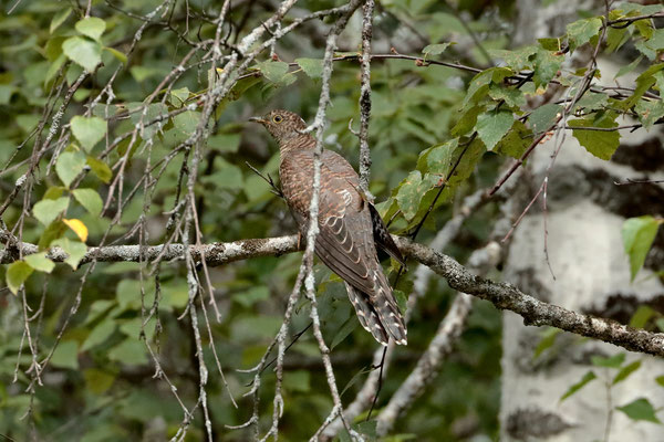 Eurasian Cuckoo (Cuculus canorus)