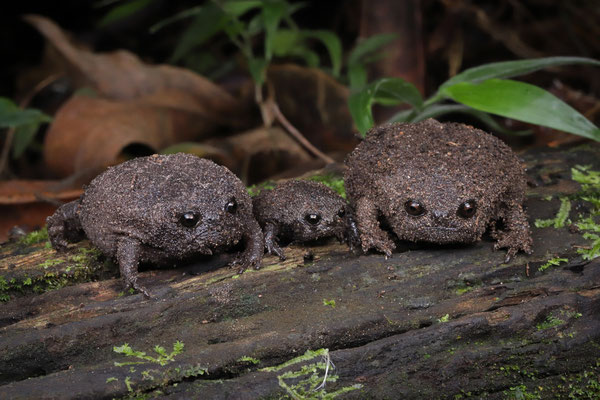 Black Rain Frog (Breviceps fuscus)