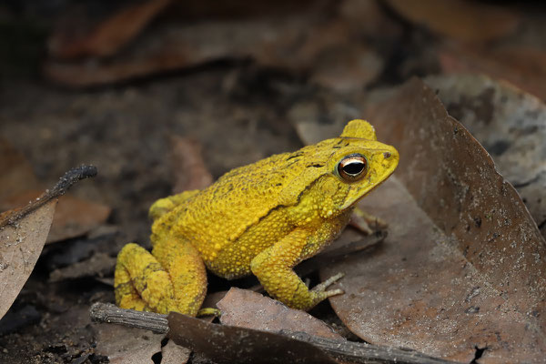 Dwarf Toad (Incilius canaliferus) 