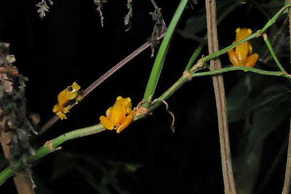 Everywhere bright yellow frogs, incredible!