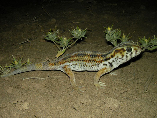 Plate-tailed Gecko (Teratoscincus keyserlingii) adult