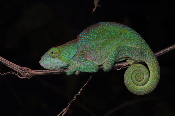 O'Shaughnessy's Chameleon (Calumma oshaughnessyi) female