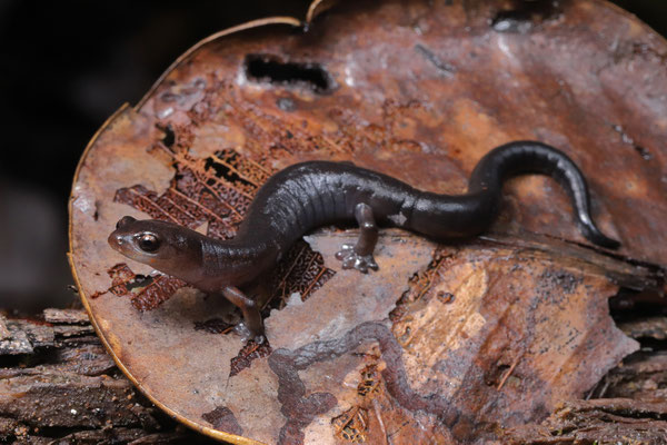 Tico Webfoot Salamander (Bolitoglossa tica)