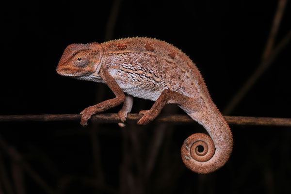 Goetze's Chameleon (Trioceros goetzei) 