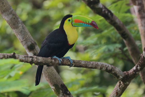 Keel-billed Toucan (Ramphastos sulfuratus)