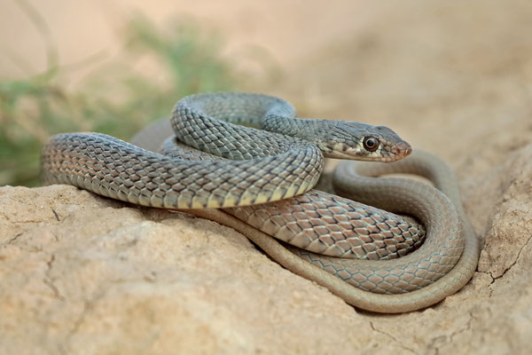 Wadi Racer (Platyceps rhodorachis)