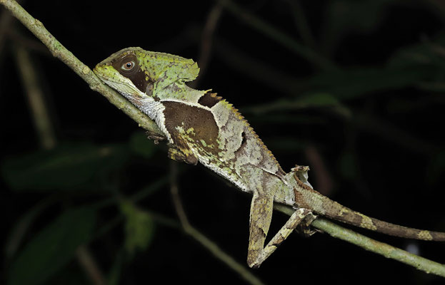 Hernandez's Helmeted Basilisk (Corytophanes hernandesii)